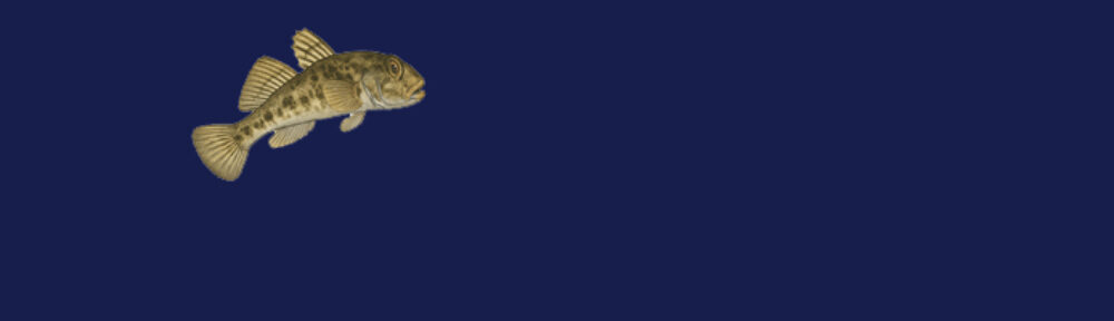 SDI Marine Ecosystem Awareness: grondels in Nederland